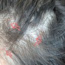 목련헤어라인 | 두피영양제 추천템 찾는다면? 산뜻한 헤어토닉 후기