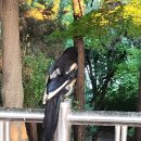 아침 운동길에 만난 친구들 ㅡ72살 형아의 스케이드 보드ㅡ청설모 비둘기 까마귀 등 ㅡ 내고향 갈때까지 빈 예서 ㅡ 내하나의 사람은 이 이미지