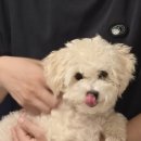 프롬율무 이미지