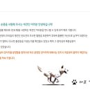 진도견나라 이미지