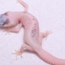 마초게코