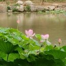 덕진-116 네이버블로그