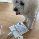 피정현 동물병원 | [동물병원 기록] 강아지 귀치료