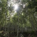 피톤치드 이미지