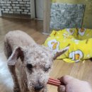 본그린Hap덴탈껌으로 우리 강아지 치아 건강을 관리하였어요