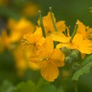 애기똥풀 이미지