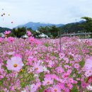 따스한 햇살, 코스모스 향기 속 힐링 `전국 코스모스 축제` 소개 이미지