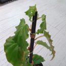 타이니젬 이미지