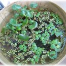 아마존 프로그 부상수초 이미지