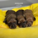 우리켄넬 이미지