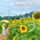 꽃단지 화장실 | 밀양 산외면 해바라기 꽃단지 실시간 축제 기간 장소 코스모스 &amp; 비 오는 날 방문 후기