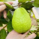 성원축산 이미지