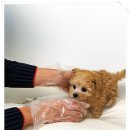 광주강아지분양 애견분양 마마스미독 광주점 이미지