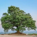 장항화원 | 부여 성흥산 사랑나무 | 드라마 촬영지에서 만나는 400년 사랑과 백제 역사