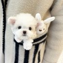 부산강아지분양 퍼피몰리 이미지