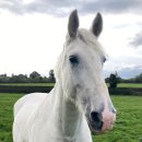 여왕목장 이미지