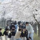 e-zen(녹색도시체험센터) | 남들 다 갈 때 가면 늦는다! 2026 강릉 벚꽃축제 주차 꿀팁 오직 올해만 있는 '이것' 때문에 가야 합니다.