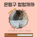 멍멍까까 | 서울애견간식 은평구 멍멍까까 까다로운 엄마의 수제간식 후기