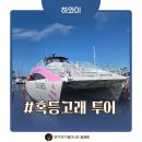 고래 | 하와이 오아후 혹등고래 투어 솔직 후기 장단점