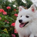 김제강아지 이미지