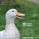 유황오리 이미지