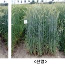 수량 많고 재배 쉬운 트리티케일 ‘세영’ 개발 이미지