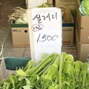 꽃할매놀이터 | 설레리 가득한 일상을 담아, 낼 쉰다룽 얄루 ꕤ˖⸝⸝₊˚