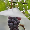 대원관광농원 이미지