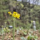 솜방망이 이미지