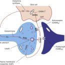 GABA와 glutamate dynamics 이미지