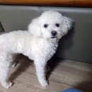 경남화이트 이미지