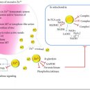 Re:Re:Re:Re: Critical Role of Zinc as Either an Antioxidant or a Prooxidant in Cellular Systems 이미지