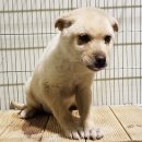 아미고빌 이미지