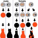 Jacob's sheep breeding trick(Gen. 30:31-41) 야곱의 양 사육 비법(창 30:31-41) 이미지