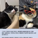 마성의냥이