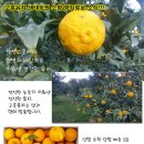 생태농원소향 이미지