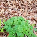 여주-0410 이미지