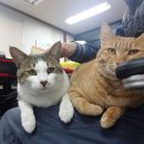 말티와푸들이사는집 이미지