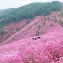 (여행) "봄꽃이 흩날리며~"...나만 알고 싶은 경상도 봄 명소 BEST 7 이미지