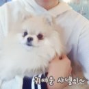 살롱드퍼피 | 선릉역 애견카페 살롱드퍼피