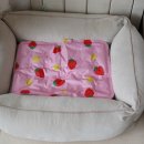 댕댕포유 이미지