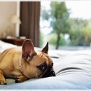 아담스펫 강아지분양 고양이분양 강남점 | 분양 기준과 관리 정보 정리, 아담스펫 강아지분양 고양이분양 강남점