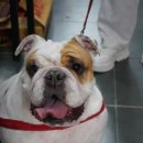 보라애견미용실 이미지