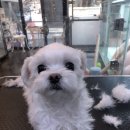 몽그루밍 이미지