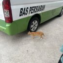 미스터컴 | 메뉴 사테 / 망고주스 / 반딧불투어 내돈내산 후기 선셋 일몰 명소 / 환전 꿀팁 현금 사용 비율 / 3월 날씨