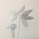 연필화 (초급) 이미지