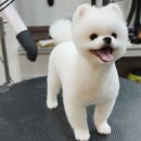 자두샵 이미지