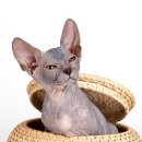 명품고양이카페 이미지