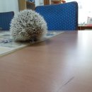 서서울동물병원 이미지