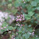 꽃싸리[Fabaceae (콩과) ＞ Campylotropis (꽃싸리속) ＞ macrocarpa (꽃싸리)] 이미지